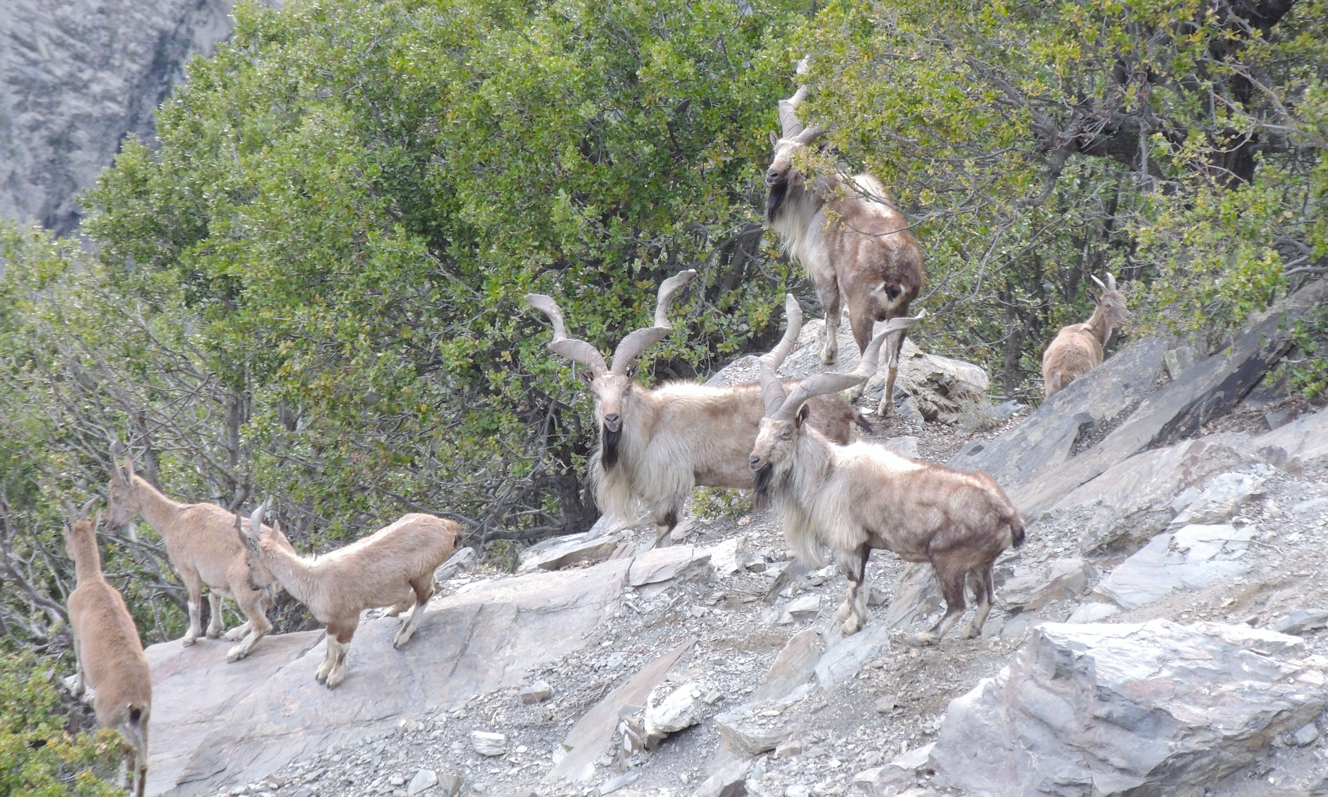 Markhor family in Chitral Gol National Park Markhor family in Chitral Gol National Park