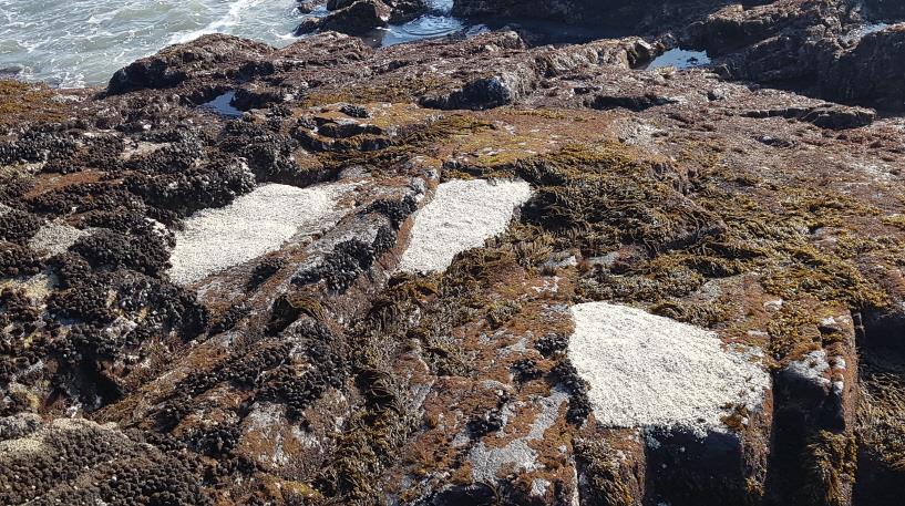 Seaweed growing on the adhesive substrate ©KNPS