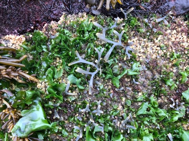 Seaweed growing on the adhesive substrate ©KNPS